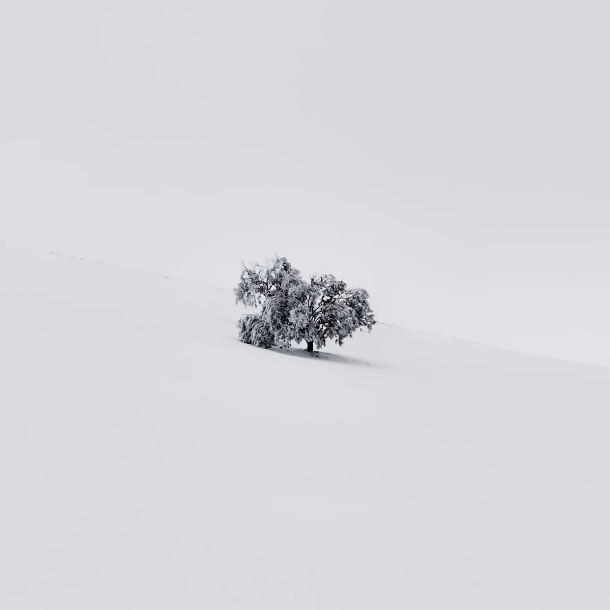歐塞夫雷羅雪地中的樹