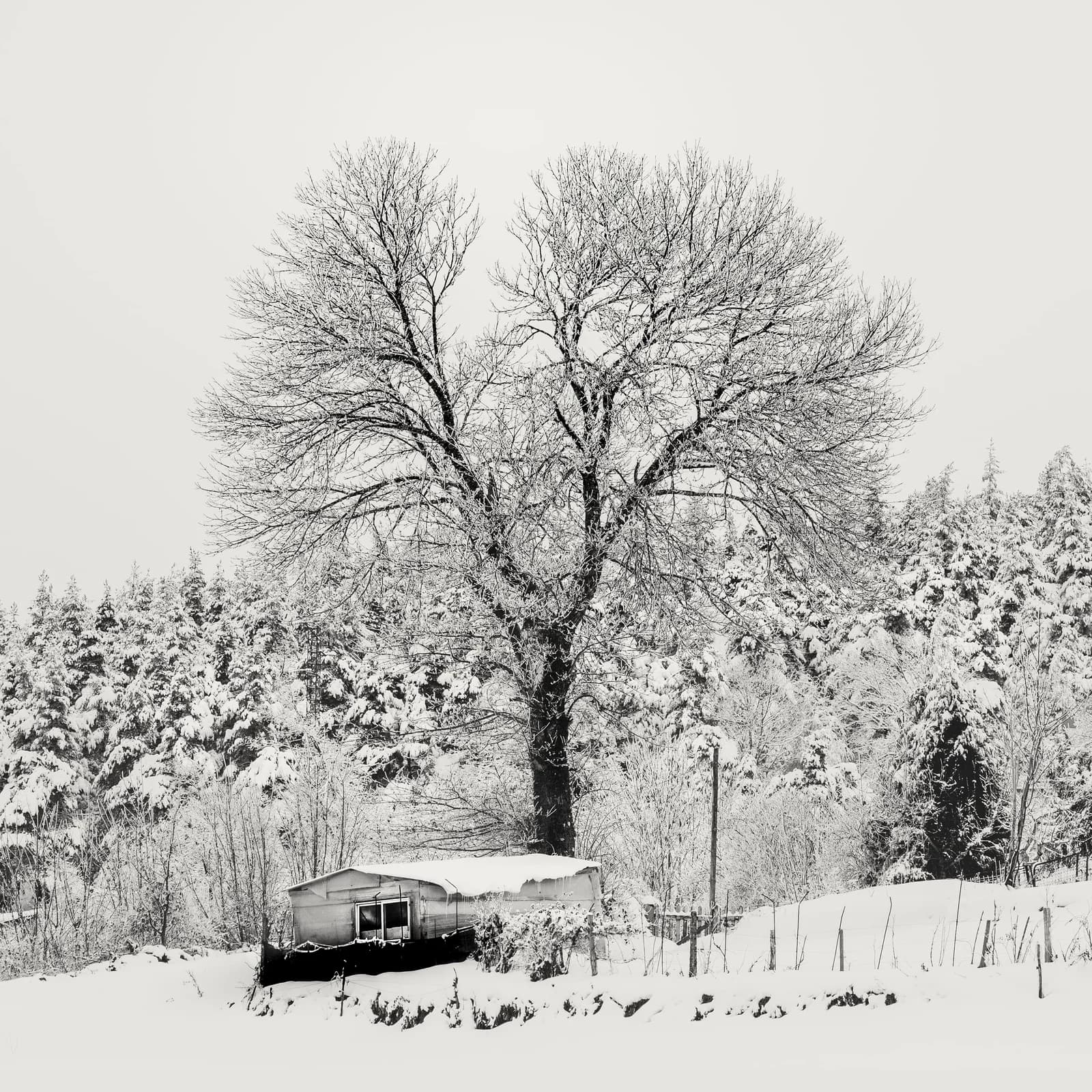 Pedrafita 雪中的樹木與建物