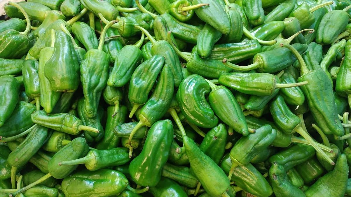 煎好撒鹽的 Padrón 青椒