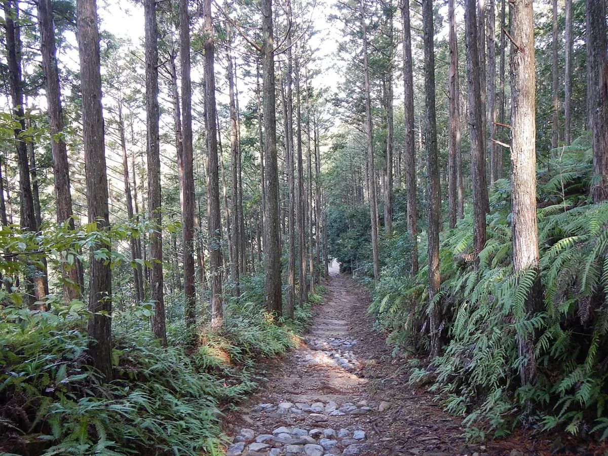 熊野古道中邊路，高聳杉木林中間的石板小徑