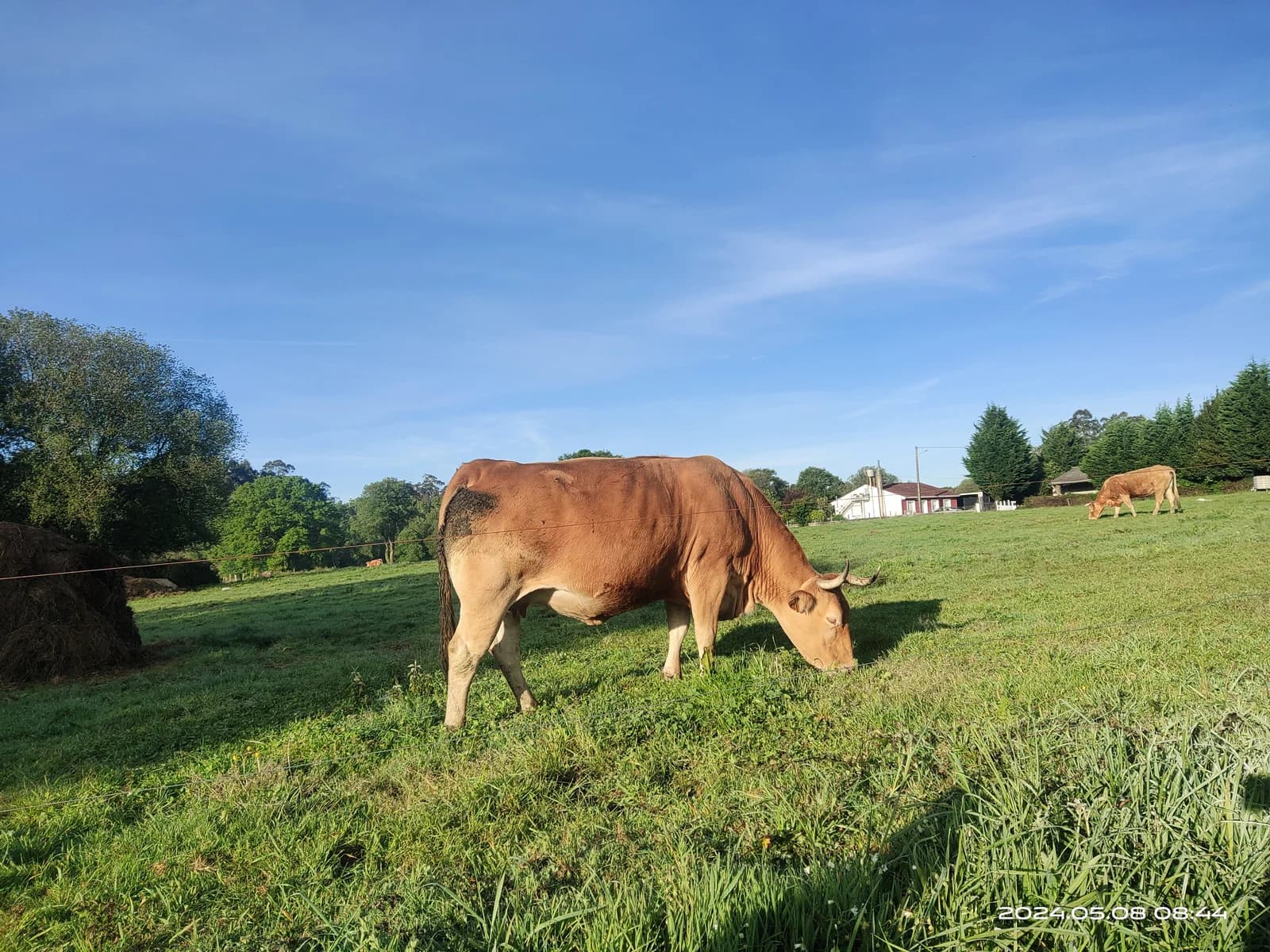加利西亞牧場上的乳牛 - 阿爾蘇阿乳酪的來源