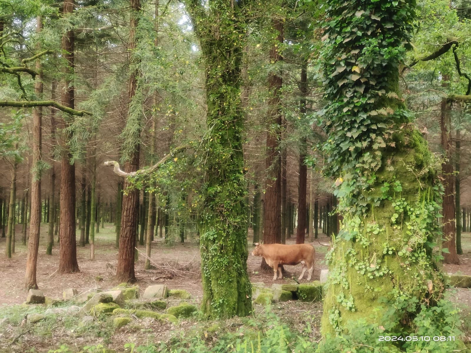 加利西亞森林中的牛隻