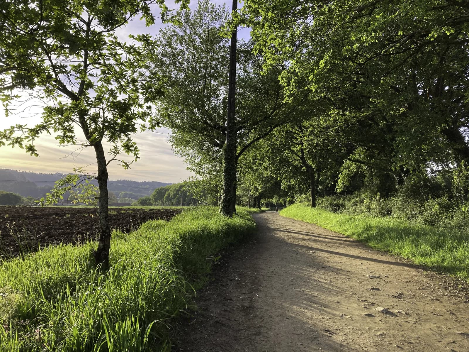 朝聖之路林蔭小徑